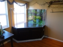 Turtle Tank Completion